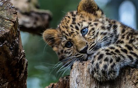 Wallpaper Blue, Eyes, Leopard, Young images for desktop, section животные - download