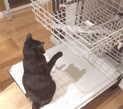 dishwasher repair cat (animated gif) - TheCountess fan Art (40068515) - fanpop