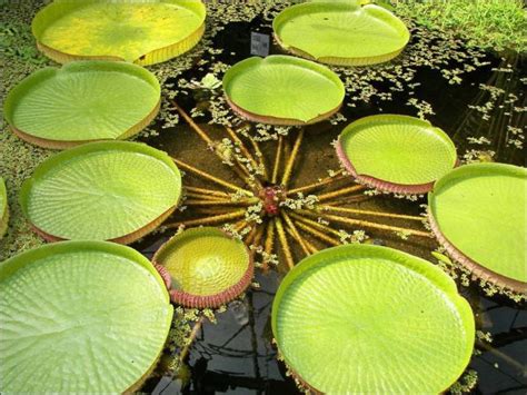 The Largest Water Lily in the World (10 pics) - Izismile.com