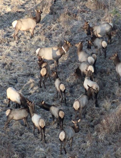 Roosevelt Elk Habitat Project on Vancouver Island Receives Part of $9.3 ...