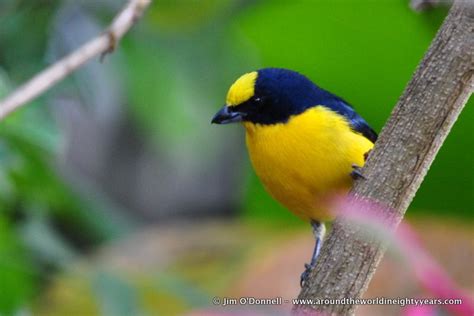 Birds of Panama | Aves, Beautiful, Iucn red list