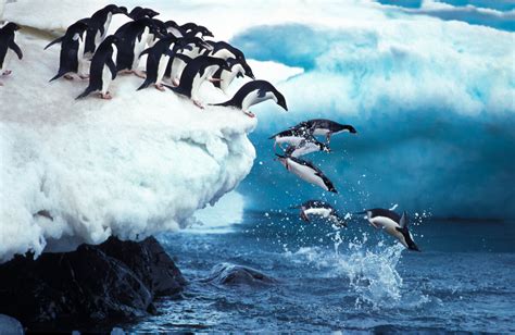 Pingüino de Adelia: la dura vida en colonia - Mis Animales