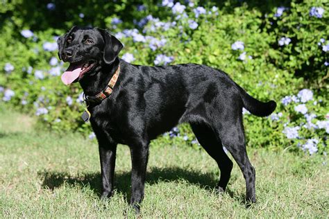 Black Labrador Retriever 16 Photograph by Bob Langrish - Pixels