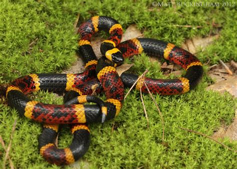 Texas Coral Snake | Flickr - Photo Sharing!