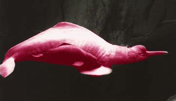 Pink River Dolphin