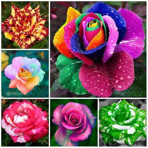 200 pcs rainbow rose flower plants beautiful mix color flower easy to ...