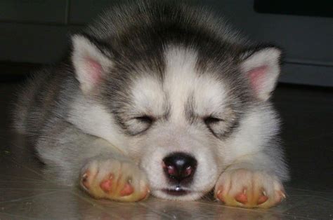 Husky Puppy's First Week - Fuzzy Today