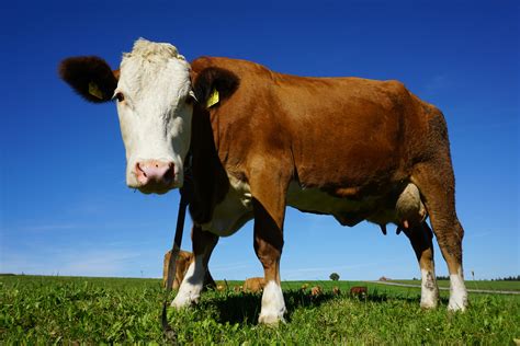 Cows Genetics Farm America Photos, Download The BEST Free Cows Genetics Farm America Stock ...