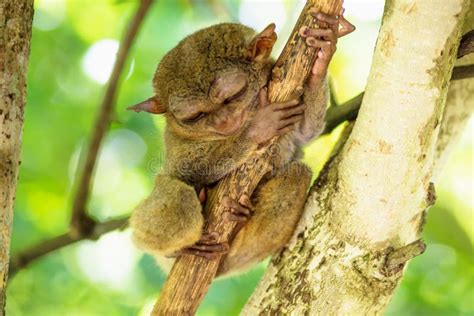 Tarsier with Closed Eyes on a Branch in Bohol, Philippines, Asia Stock ...