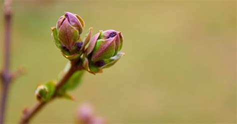 11 Tips For Pruning Your Lilacs This Season