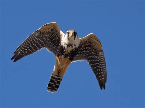 Aplomado Falcon Flying
