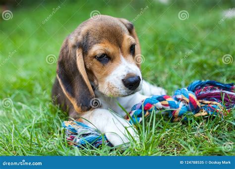 Beagle puppy playing stock image. Image of little, obedient - 124788535