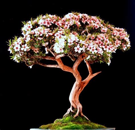 newzealandteatreebonsai: A Leptospermum Scoparium Pink Cascade Bonsai