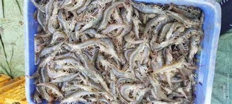 White Large Shrimp Fresh Jhinga Fish at Rs 400/kg in Malaut | ID ...