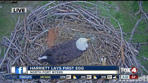 Harriet the bald eagle lays her first egg of 2019