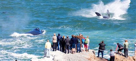 Whale watching in Hermanus | Packages & Itineraries | Discover Africa Safaris