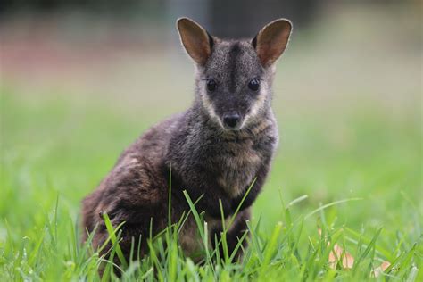 Aussie Ark's endangered brush-tailed rock wallaby breeding program ...