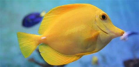 Yellow Tang Care & Info | Zebrasoma Flavescens | FantaSEA