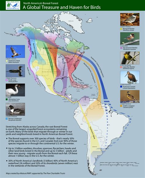 25+ Digital Wildlife and Nature Maps | Bird migration map, Map, Wildlife