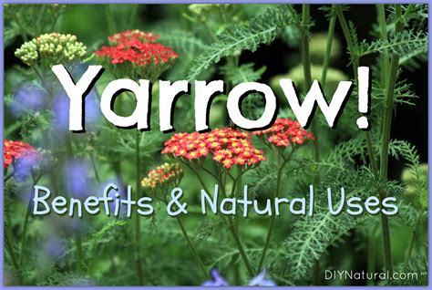 Yarrow Plant - Its Many Benefits and Natural Uses