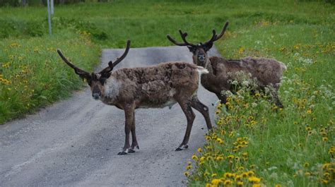 25 fakta om renar - vackra djur på fjället | FREEDOMtravel