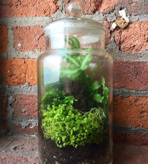 Moss and fern terrarium in a reclaimed jar. Thinking of doing a ...