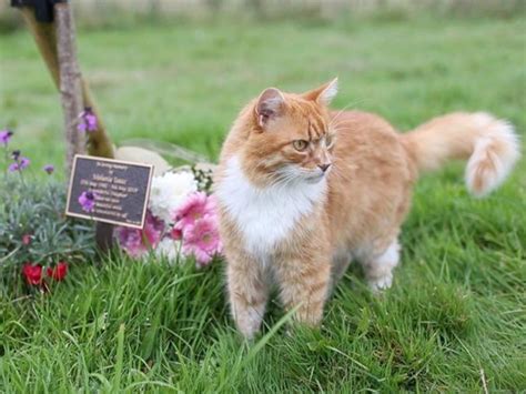 Psychic Cat Comforts Over 100 Grieving Families