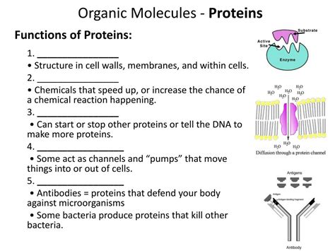 PPT - Proteins! PowerPoint Presentation, free download - ID:2973187