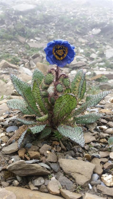 🔥 The stunning Blue Poppies Meconopsis. : r/NatureIsFuckingLit