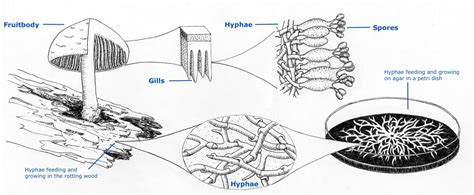 Hyphae — Science Learning Hub