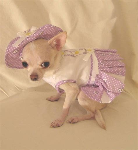 Delicate Lilac Daisy Harness Dress Set | Dog clothes, Teacup chihuahua ...