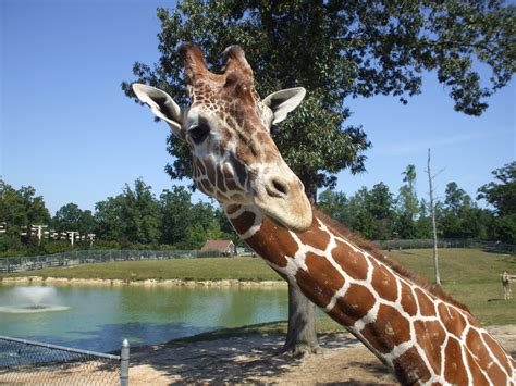 Giraffe at the Richmond Metro Zoo. Richmond, VA | Richmond, Zoo, Trip