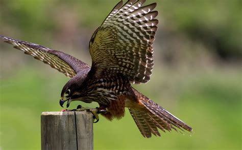 Falcon Facts, Types, Classification, Habitat, Diet, Adaptations