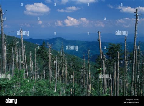 Acid Rain Effects on Forest North Carolina Great Smoky Mountains USA Stock Photo - Alamy