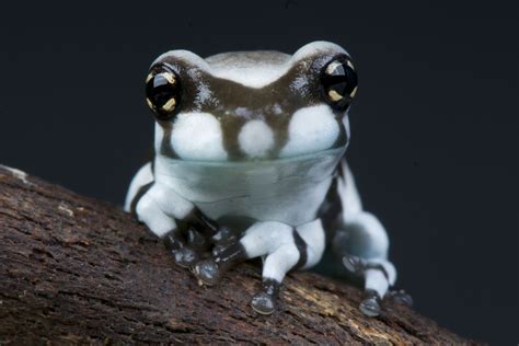 Amazon milk frog (Trachycephalus resinifictrix) is a large species of arboreal frog native to ...