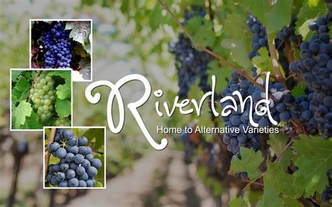 Riverland - SA’s Largest Wine Producing Region | Just Wines Blog