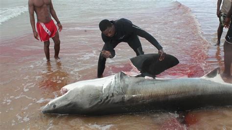 Petition · End Shark Finning - Ethiopia · Change.org