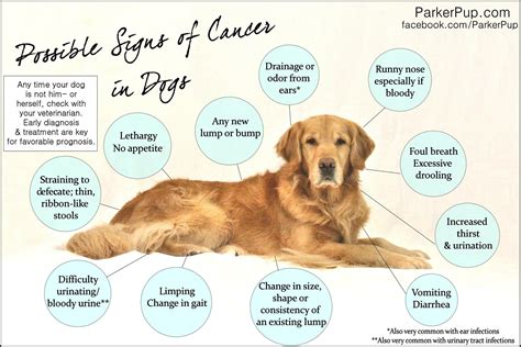 Pin by Kathy Foor Eddy on Pets | Dog cancer, Canine cancer, Cancer sign