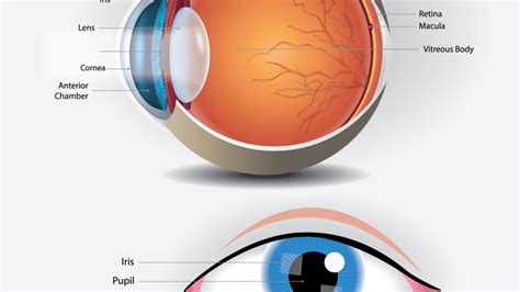 Cornea - Florida Eye Surgeons And Associates