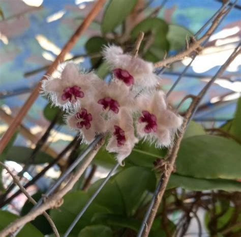 Hoya Caudata Sumatra - Nursery Plants Bangkok