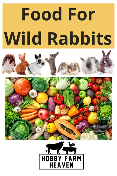 Safe Food For Wild Rabbits: Best Guidelines · Hobby Farm Heaven