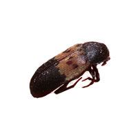 Larder Beetle Identification, Habit & Behavior | Batzner Pest Control in WI