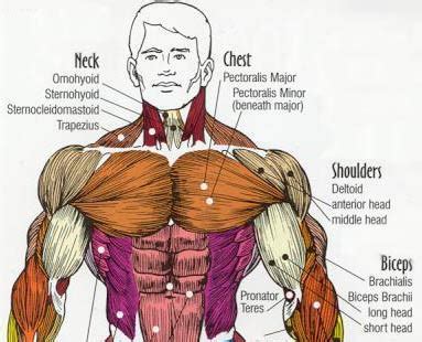 Awesome Upper Body Muscle Building Exercises - Bodydulding