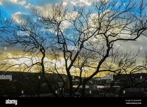 Withered Tree Silhouette Stock Photo - Alamy