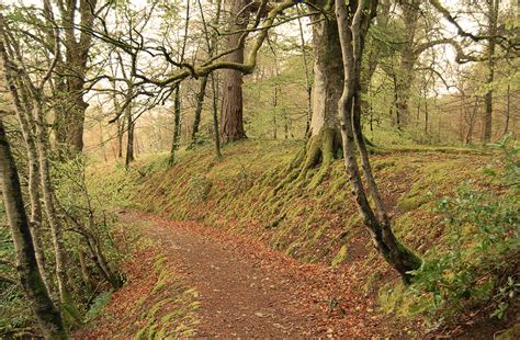 Glengarry Forest Scotland Photograph by Daren Griffin