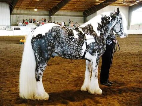 Dapple Grey Gypsy Vanner | Dreamy Horses and Tack | Pinterest | Horse, Animal and Creatures