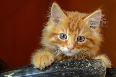 Cute Fluffy Ginger Kitten With Copy Space | Ginger kitten, Kittens ...