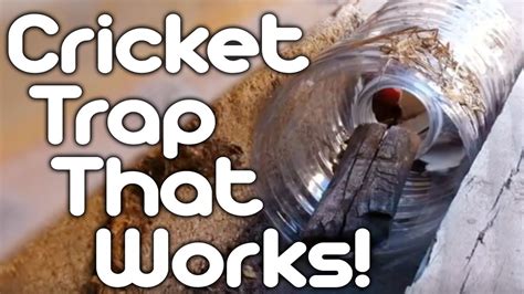 Cricket trap that works! - YouTube