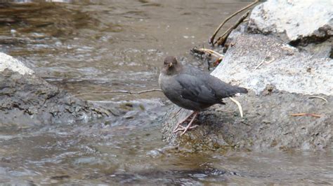 American Dipper | MarkEisingBirding