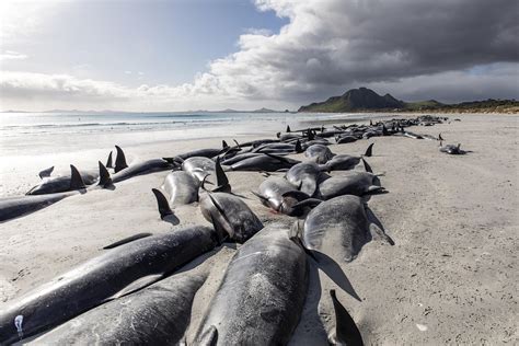 477 whales die in ‘heartbreaking’ New Zealand strandings | Tropical ...